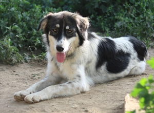 Valonca, geb. ca. 04 2022, lebt in GRIECHENLAND, im städt. Tierheim Serres Bild 12