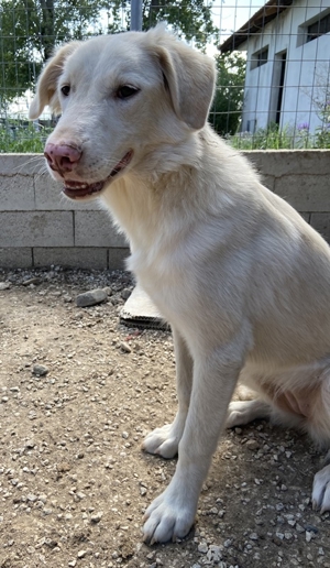 Zendaya, geb. ca. 12 2021, lebt in GRIECHENLAND, im städt. Tierheim Serres Bild 10