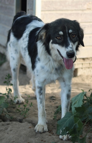Valonca, geb. ca. 04 2022, lebt in GRIECHENLAND, im städt. Tierheim Serres Bild 6