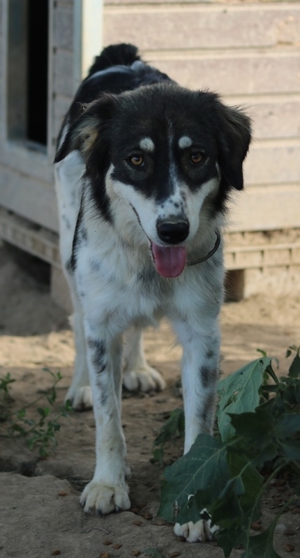 Valonca, geb. ca. 04 2022, lebt in GRIECHENLAND, im städt. Tierheim Serres Bild 5