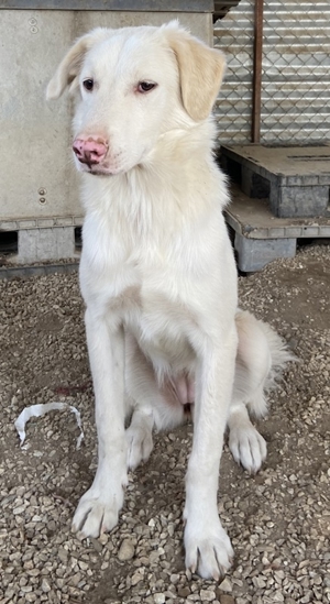 Zendaya, geb. ca. 12 2021, lebt in GRIECHENLAND, im städt. Tierheim Serres Bild 9