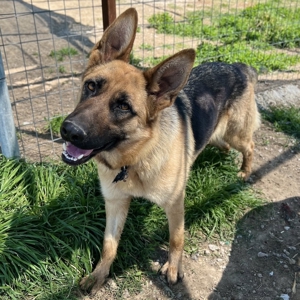 Wilma, geb. ca. 04 2021, lebt in GRIECHENLAND, im städt. Tierheim Serres