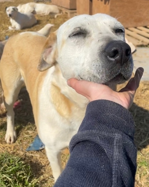 Ikarus, geb. ca. 04 2019, lebt in GR auf einem Gelände, auf dem die Hunde notdürftig versorgt werden Bild 6