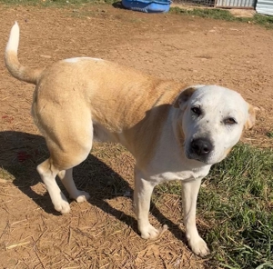 Ikarus, geb. ca. 04 2019, lebt in GR auf einem Gelände, auf dem die Hunde notdürftig versorgt werden Bild 5