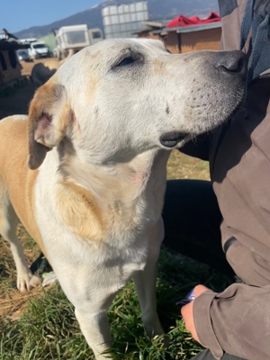 Ikarus, geb. ca. 04 2019, lebt in GR auf einem Gelände, auf dem die Hunde notdürftig versorgt werden Bild 2
