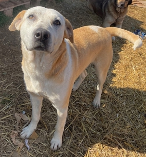 Ikarus, geb. ca. 04 2019, lebt in GR auf einem Gelände, auf dem die Hunde notdürftig versorgt werden Bild 8