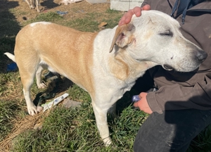 Ikarus, geb. ca. 04 2019, lebt in GR auf einem Gelände, auf dem die Hunde notdürftig versorgt werden Bild 14