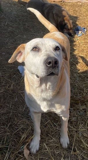 Ikarus, geb. ca. 04 2019, lebt in GR auf einem Gelände, auf dem die Hunde notdürftig versorgt werden Bild 12