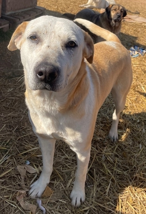 Ikarus, geb. ca. 04 2019, lebt in GR auf einem Gelände, auf dem die Hunde notdürftig versorgt werden Bild 9