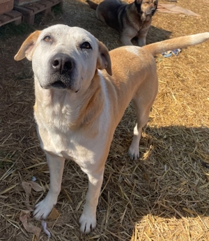 Ikarus, geb. ca. 04 2019, lebt in GR auf einem Gelände, auf dem die Hunde notdürftig versorgt werden Bild 11