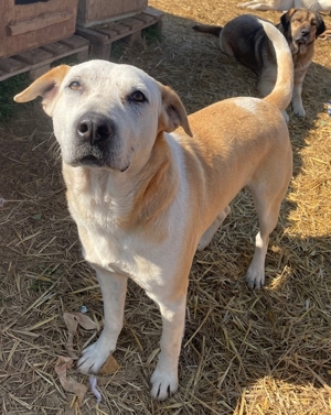 Ikarus, geb. ca. 04 2019, lebt in GR auf einem Gelände, auf dem die Hunde notdürftig versorgt werden Bild 10