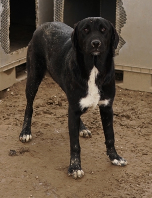 Robi, geb. ca. 09 2022, lebt in GRIECHENLAND, im städt. Tierheim Serres Bild 3