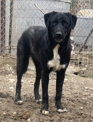 Robi, geb. ca. 09 2022, lebt in GRIECHENLAND, im städt. Tierheim Serres Bild 19