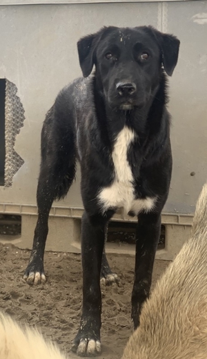 Robi, geb. ca. 09 2022, lebt in GRIECHENLAND, im städt. Tierheim Serres Bild 11