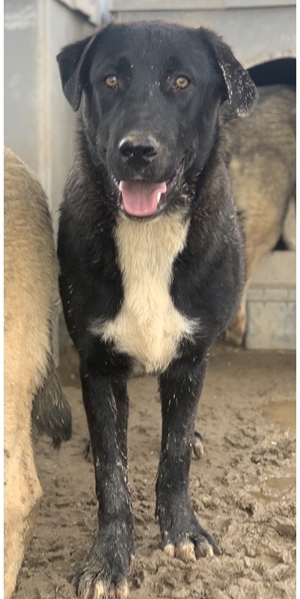 Robi, geb. ca. 09 2022, lebt in GRIECHENLAND, im städt. Tierheim Serres Bild 10