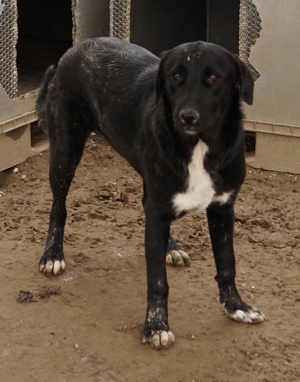 Robi, geb. ca. 09 2022, lebt in GRIECHENLAND, im städt. Tierheim Serres Bild 2