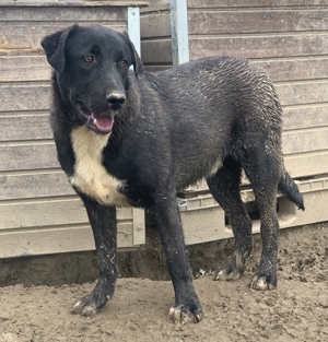 Robi, geb. ca. 09 2022, lebt in GRIECHENLAND, im städt. Tierheim Serres Bild 15