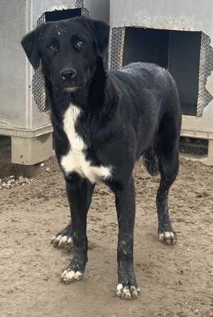 Robi, geb. ca. 09 2022, lebt in GRIECHENLAND, im städt. Tierheim Serres Bild 7