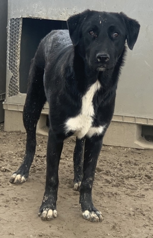 Robi, geb. ca. 09 2022, lebt in GRIECHENLAND, im städt. Tierheim Serres Bild 8