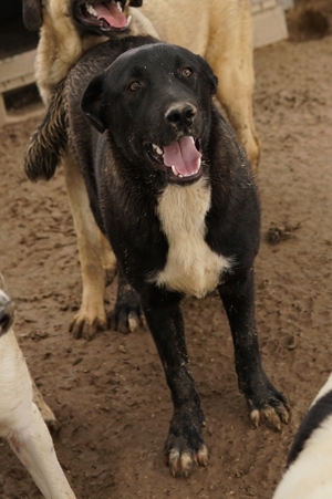 Robi, geb. ca. 09 2022, lebt in GRIECHENLAND, im städt. Tierheim Serres Bild 5
