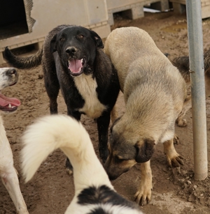 Robi, geb. ca. 09 2022, lebt in GRIECHENLAND, im städt. Tierheim Serres Bild 6