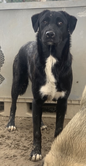 Robi, geb. ca. 09 2022, lebt in GRIECHENLAND, im städt. Tierheim Serres Bild 12