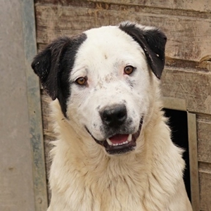 Ronny, geb. ca. 09 2022, lebt in GRIECHENLAND, im städt. Tierheim Serres