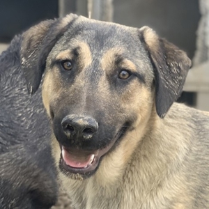 Liam, geb. ca. 09/2022, lebt in GRIECHENLAND, im städt. Tierheim Serres