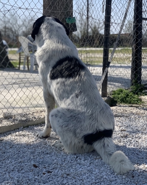Kniffel, geb. ca. 03/2021, lebt in GRIECHENLAND, im städt. Tierheim Serres Bild 12