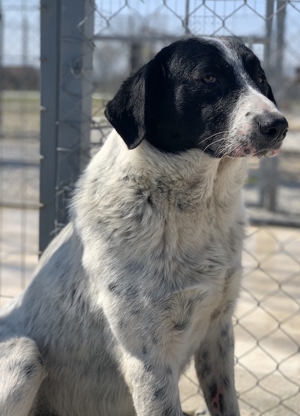 Kniffel, geb. ca. 03/2021, lebt in GRIECHENLAND, im städt. Tierheim Serres Bild 15