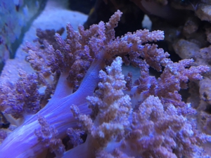 Koralle Lemnalia Weichkorallen Meerwasser Aquarium Bild 2