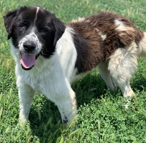 Nitro, geb. ca. 01/2019, lebt in GRIECHENLAND, im städt. Tierheim Serres Bild 4