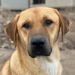 Nobu, geb. ca. 04/2021, lebt in GRIECHENLAND, im städt. Tierheim Serres