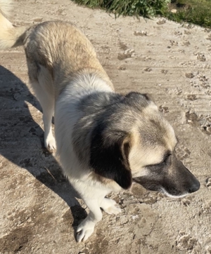 Orlando, geb. ca. 10/2018, in GRIECHENLAND, auf Gelände, auf dem Hunde notdürftig versorgt werden Bild 12