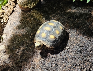 Köhlerschildkröten - Landschildkröten Chelonoidis carbonaria Nachzucht 2021