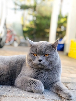 KEIN VERKAUF!! Erfahrener BKH Deckkater in blau Berlin