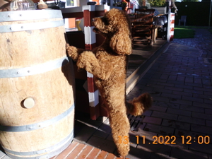 Kleinpudel Deckrüde Achtung kein Verkauf Bild 9