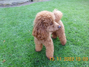 Kleinpudel Deckrüde Achtung kein Verkauf Bild 2