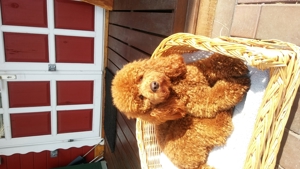 Kleinpudel Deckrüde Achtung kein Verkauf Bild 14