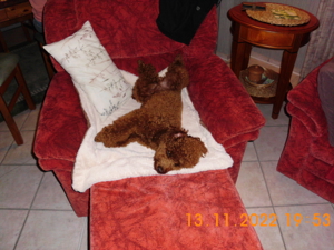 Kleinpudel Deckrüde Achtung kein Verkauf Bild 10