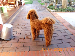 Kleinpudel Deckrüde Achtung kein Verkauf Bild 3