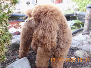 Kleinpudel Deckrüde Achtung kein Verkauf Bild 5