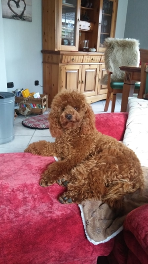 Kleinpudel Deckrüde Achtung kein Verkauf Bild 4