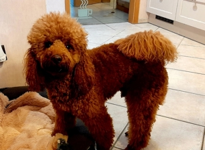 Kleinpudel Deckrüde Achtung kein Verkauf Bild 13