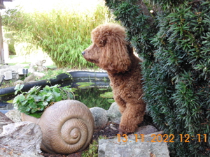 Kleinpudel Deckrüde Achtung kein Verkauf Bild 11