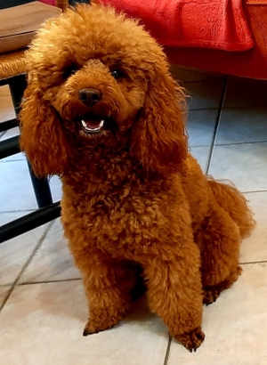 Kleinpudel Deckrüde Achtung kein Verkauf Bild 12