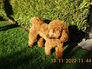 Kleinpudel Deckrüde Achtung kein Verkauf Bild 7