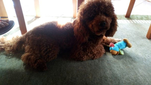 Kleinpudel Deckrüde Achtung kein Verkauf Bild 8