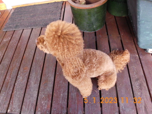 Kleinpudel Deckrüde Achtung kein Verkauf Bild 6