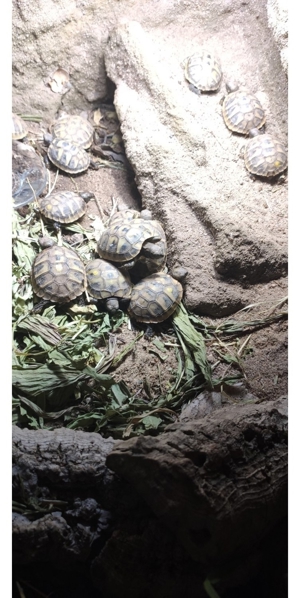 Schildkröten Babys griechische Landschildkröte 2023 mit Cites Papieren Bild 5